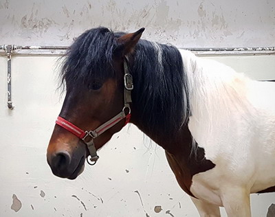 Eston, calul de cinci ani pentru care a avut loc o strangere de fonduri, a fost operat cu success