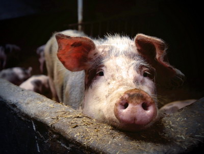 Identificare si prevenire - Pesta Porcina Africana