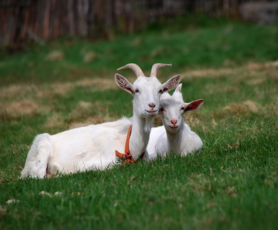 Tehnologia de intretinere si ameliorare a caprinelor