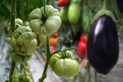 Combaterea bolilor si daunatorilor de sezon la solanacee: tomate, ardei, vinete