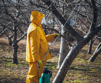 Tratamentul de iarna la sfarsitul repausului vegetativ pentru pomii fructiferi