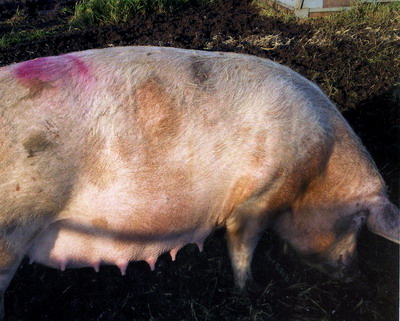 Tricofitia suinelor - pecingine - Trycophyton mentagrophytes