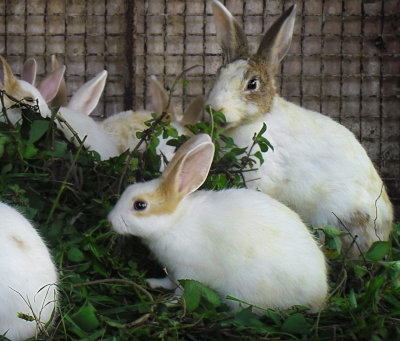 Alimentatia iepurilor de casa