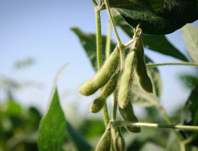 ANF va prezida reuniunea grupului de lucru pentru sanatatea plantelor Roosendaal