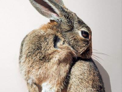 Boli ale pielii la iepuri