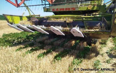 Cultivarea sorgului in sistem relay cropping - Recoltat