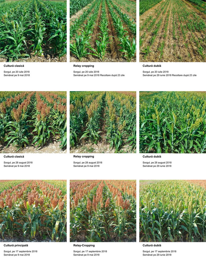 Cultivarea sorgului in sistem relay cropping - Studiu comparativ