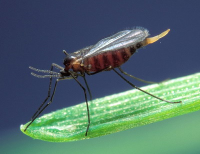 Care sunt cele mai afectate recolte de catre daunatori