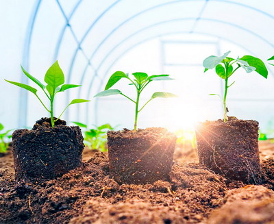 Dezinfectia solului in sere si solarii