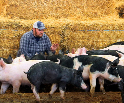 Precizari MADR privind clasificarea fermelor de porcine in functie de dimensiunea economica a acestora