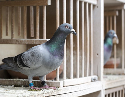 Pseudopesta (Paramixoviroza) la porumbei