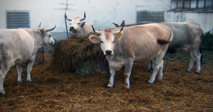 Sura de Stepa - Program de conservare pentru salvarea rasei de taurine