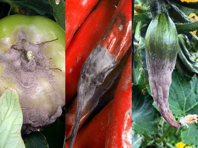 Combaterea Putregaiului Cenusiu la legume (Botrytis cinerea)