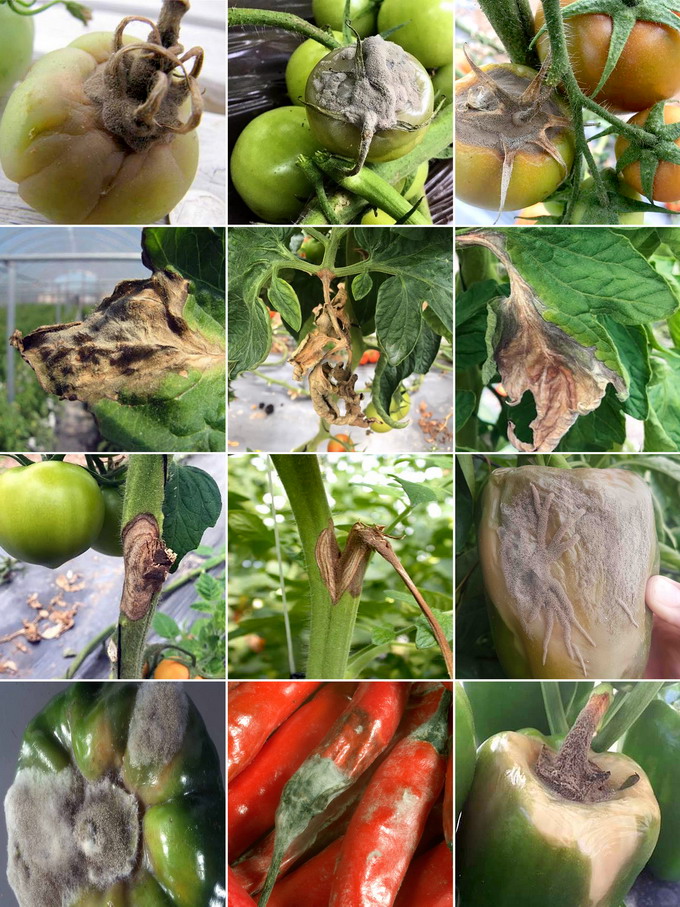 Tratament Combatere Putregaiul Cenusiu la legume - identificare