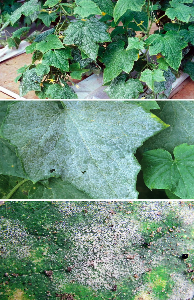 Castraveti in sere si solarii - Fainarea cucurbitaceelor