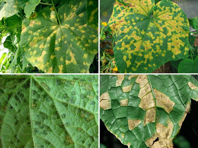 Castraveti in sere si solarii - Mana castravetilor