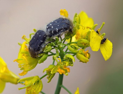 Gandacul paros ataca rapita in perioada infloritului