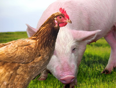 MADR: Scumpirea carnii de pasare si a celei de porc nu este justificata de situatia din piata