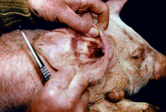 Raia la Porci - acaroza - raia sarcoptica