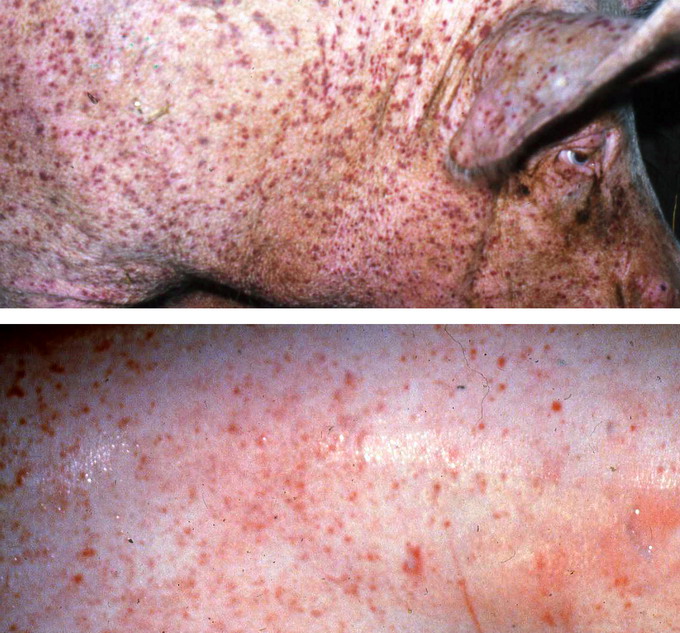 Raia la Porci - acaroza sau raia sarcoptica