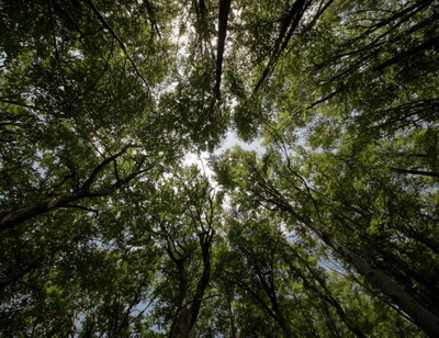 Revizuirea Strategiei UE pentru paduri