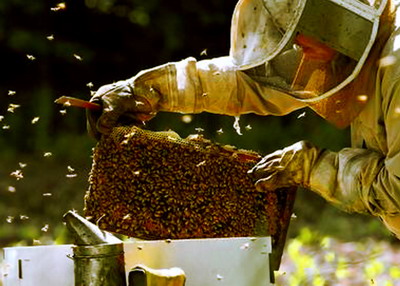 Modificari aduse Programului National Apicol. Care sunt principalele noutati?