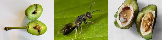 Viespea samburilor de prun