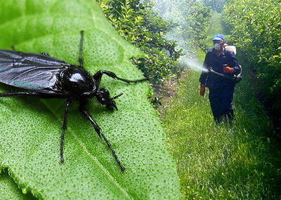 Viespea samburilor de prun