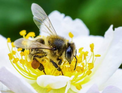 De ce avem nevoie de albine pentru un viitor cu alimentatie sanatoasa?