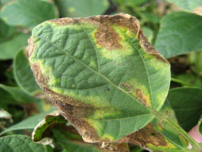 Arsura comuna a fasolei