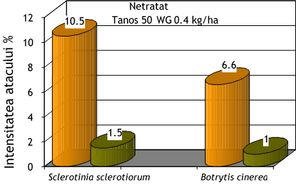 Boli la cultura de floarea-soarelui - grafic