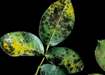 Boli trandafir - Patarea neagra