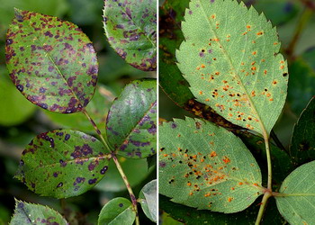 Boli trandafir - Rugina