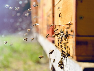 Comisia Europeana inregistreaza initiativa cetateneasca „Salvati albinele!”