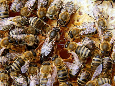 Cresterea si inmultirea matcilor