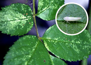 Daunatori trandafir - Cicada trandafirului