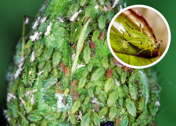 Daunatori trandafir - Paduchele trandafirului