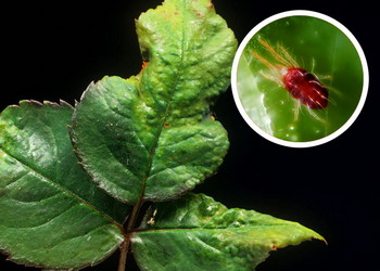 Daunatori trandafir - Paianjanul rosu