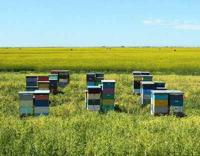 Pesticidele si insectele polenizatoare, discutate de ministrul Daea cu reprezentantii ROMAPIS