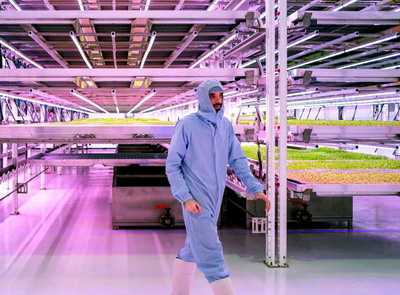 O sera verticala din Marea Britanie creste rapid si eficient plante aromatice