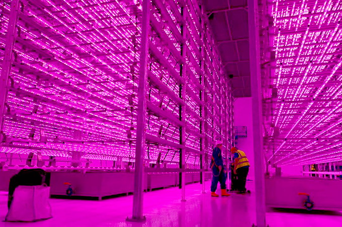 Ferma verticala de plante aromatice Marea Britanie 2