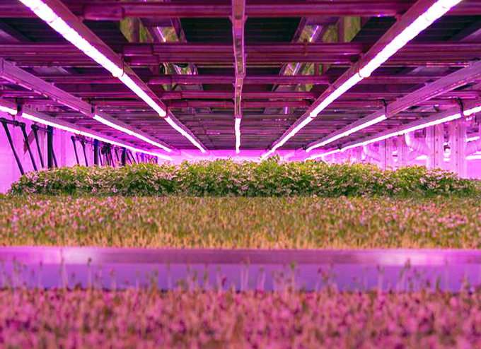 Ferma verticala de plante aromatice Marea Britanie 3