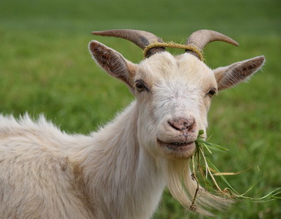 Hranirea si adaparea caprelor