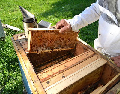 Intretinerea familiilor de albine in stupi orizontali