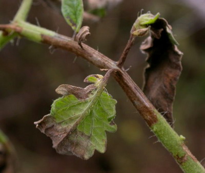 Mana tomatelor (Tratament preventiv)