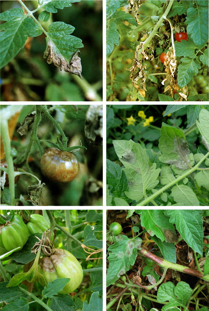 Mana tomatelor - atac frunze tulpini fructe