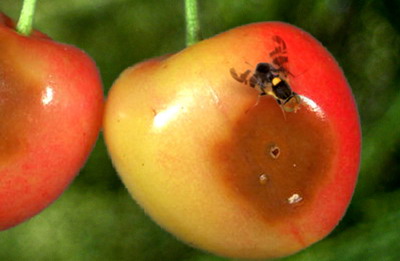 Musca Cireselor | Identificare si Combatere