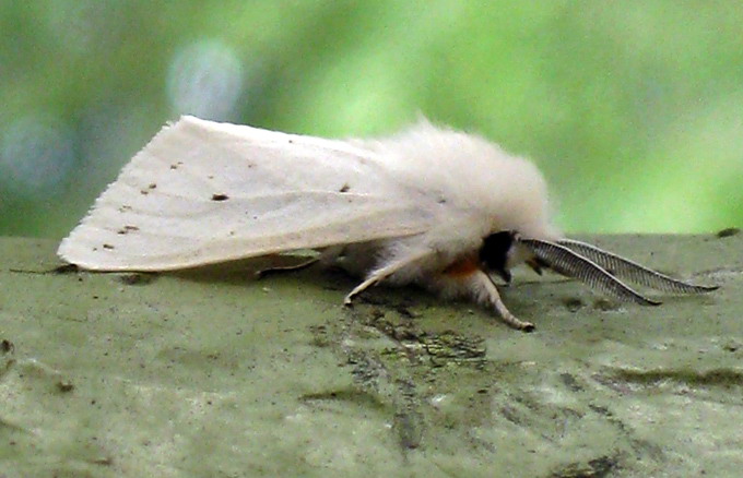 Omida paroasa a dudului - Hyphantria cunea - Fluturele alb american - adult