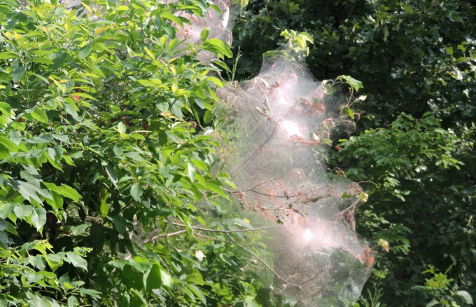 Omida paroasa a dudului - Hyphantria cunea - atac in livada