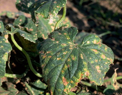 Patarea unghiulara a castravetilor